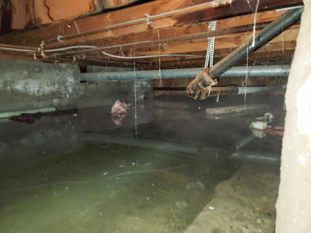 Best Water damage restoration near me  in Scotland Neck, NC